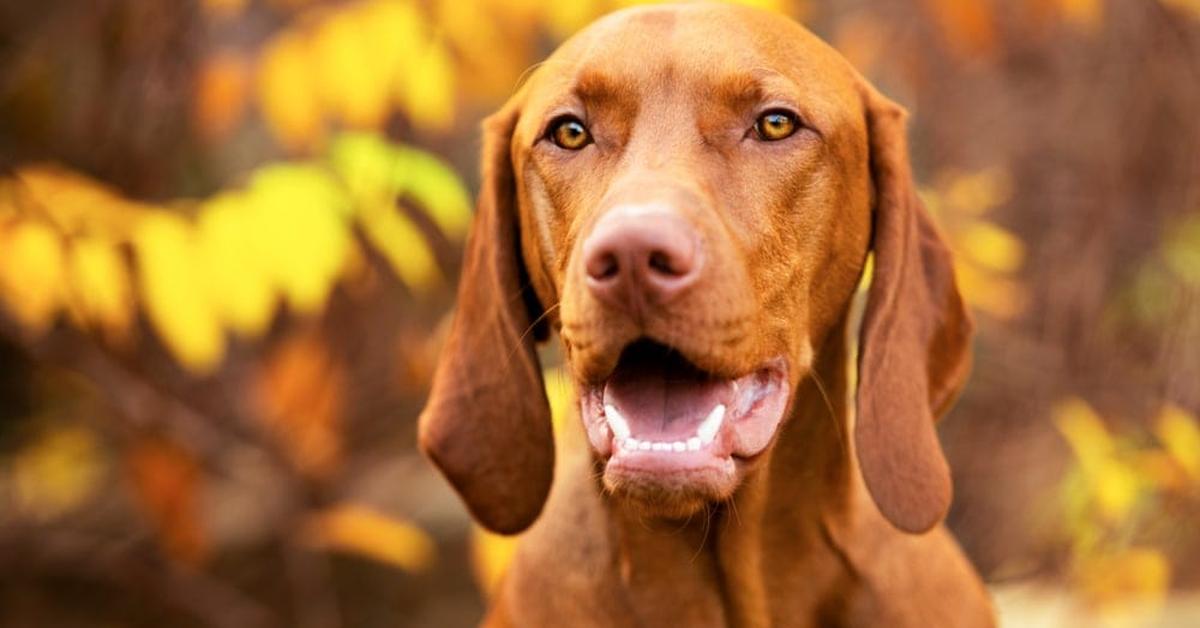 Detailed shot of the Vizsla, or Canis lupus, in its natural setting.