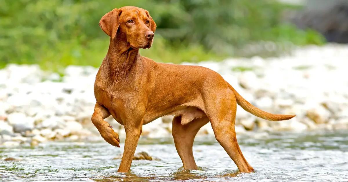 Captivating presence of the Vizsla, a species called Canis lupus.