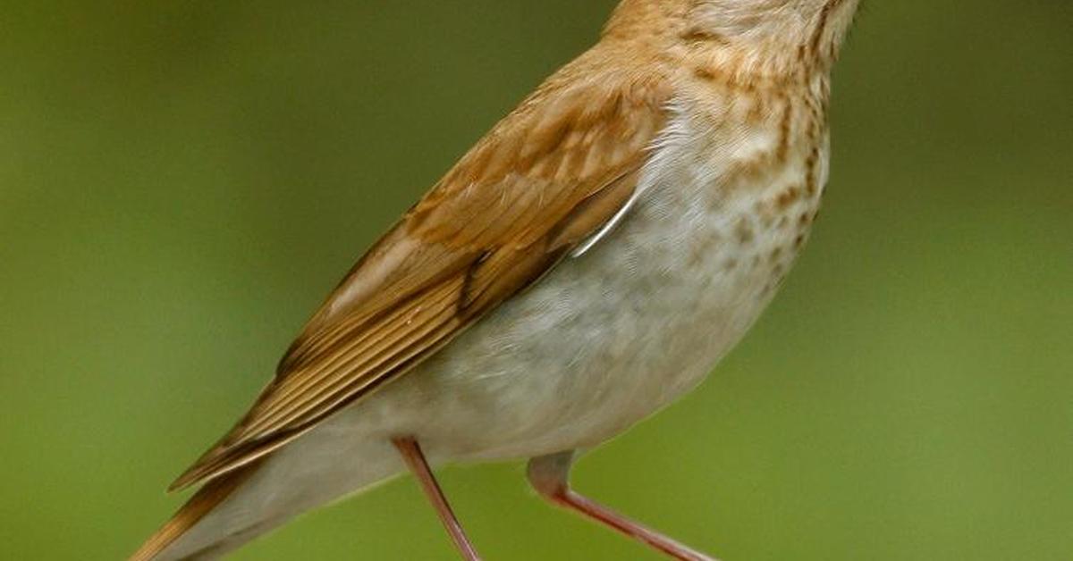 Vibrant snapshot of the Veery, commonly referred to as Burung Veery in Indonesia.