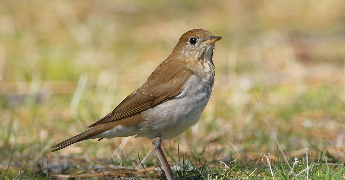 Insightful look at the Veery, known to Indonesians as Burung Veery.