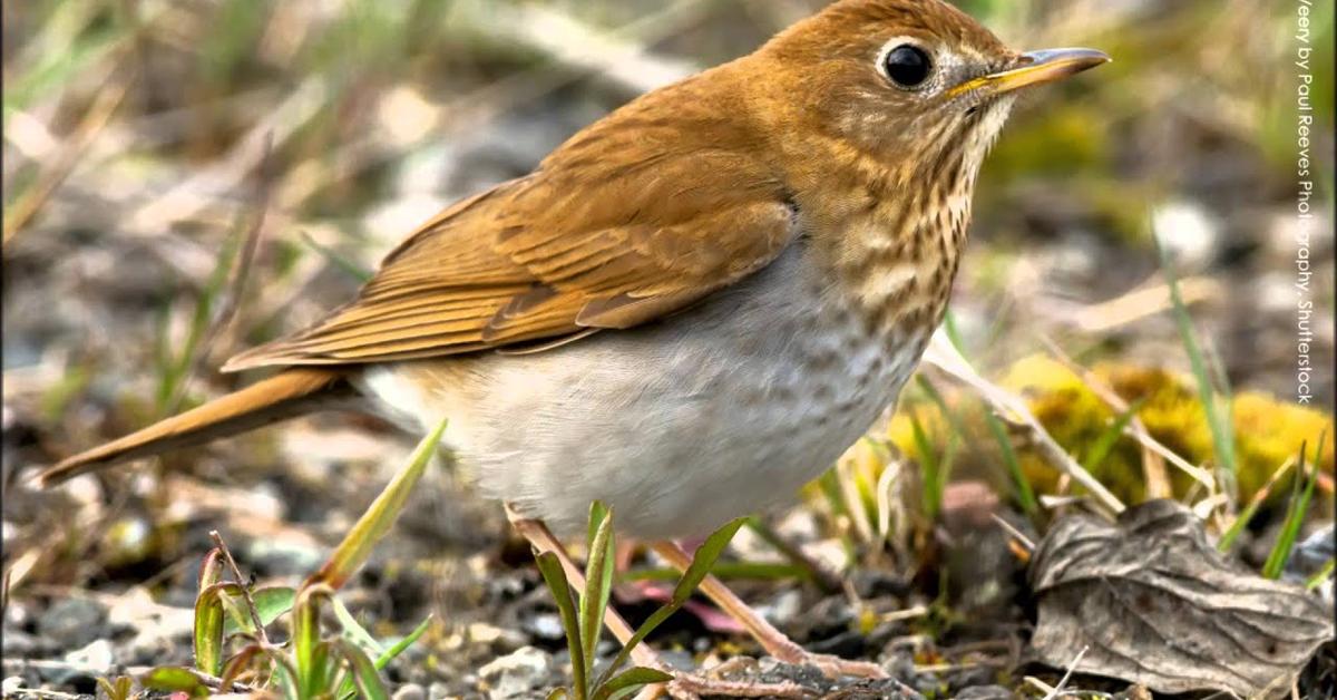 Image showcasing the Veery, known in Indonesia as Burung Veery.