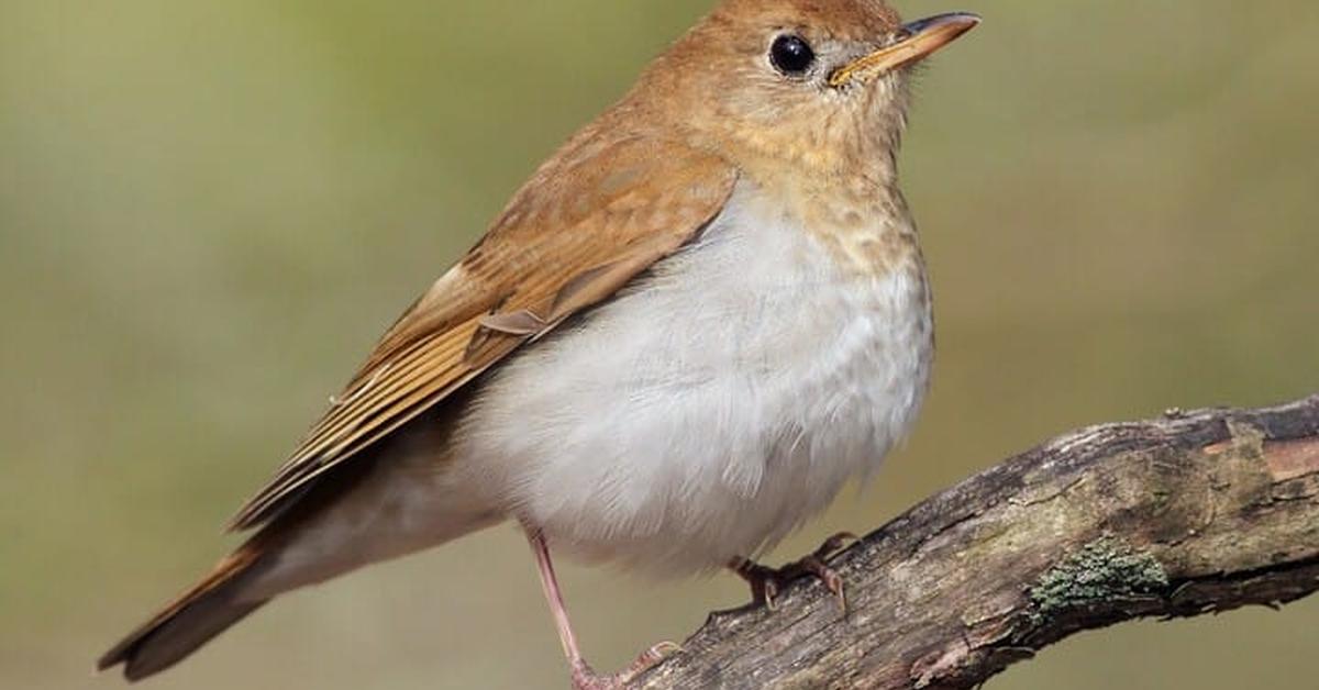 Captured elegance of the Veery, known in Indonesia as Burung Veery.