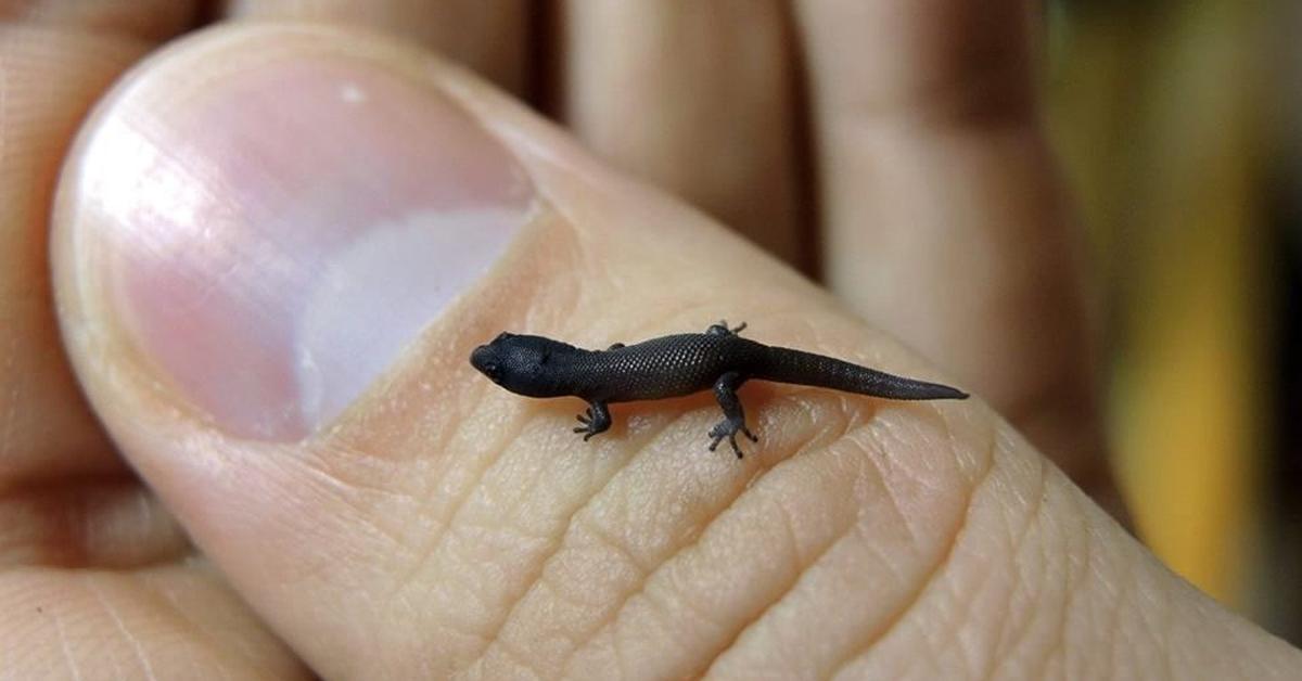 Close encounter with the Virgin Islands Dwarf Gecko, scientifically called Sphaerodactylus parthenopion.