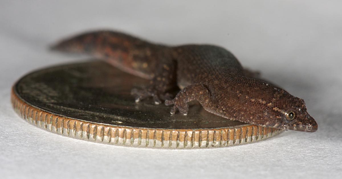 Captivating presence of the Virgin Islands Dwarf Gecko, a species called Sphaerodactylus parthenopion.