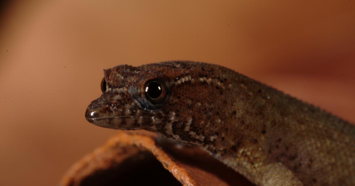 Detailed shot of the Virgin Islands Dwarf Gecko, or Sphaerodactylus parthenopion, in its natural setting.