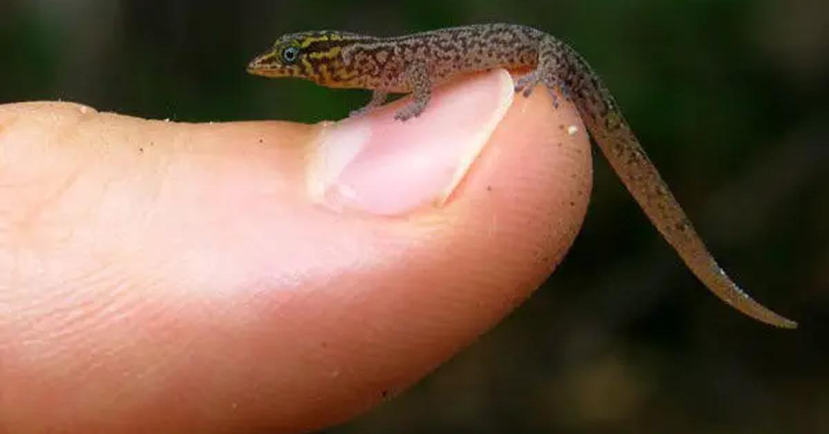 Visual of Virgin Islands Dwarf Gecko, or Kadal Kerdil Kepulauan Virgin in Indonesian, showcasing its beauty.