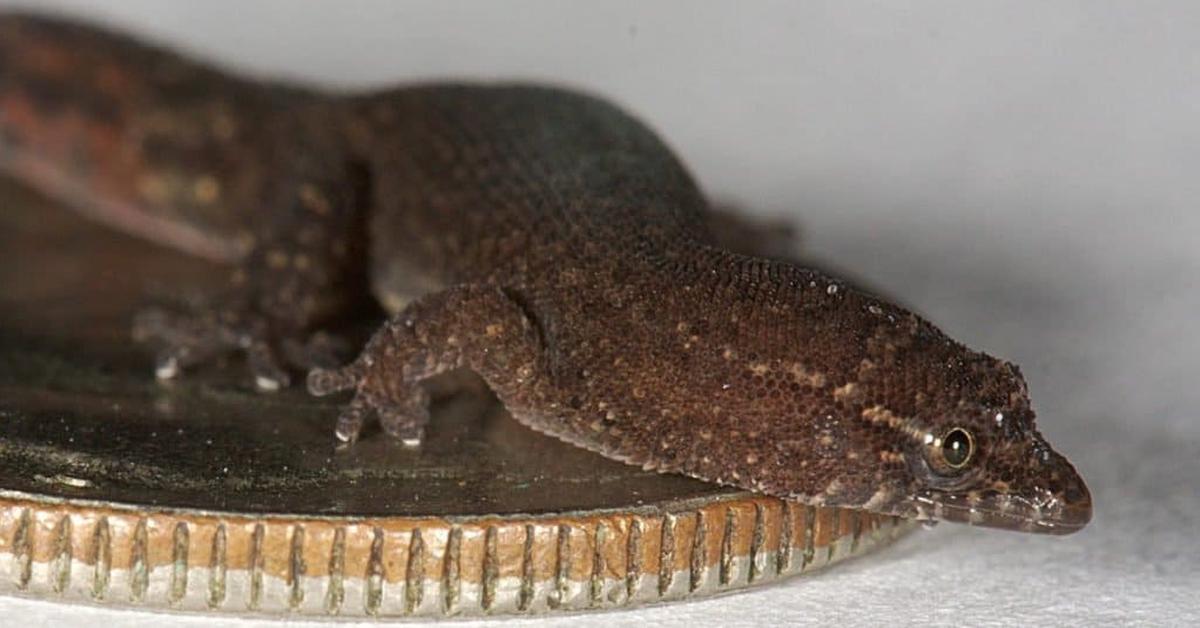 Image of the Virgin Islands Dwarf Gecko (Sphaerodactylus parthenopion), popular in Indonesia as Kadal Kerdil Kepulauan Virgin.