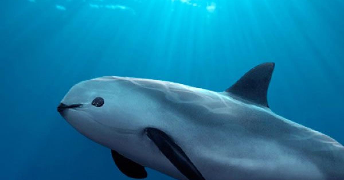 The Vaquita, an example of Phocoena sinus, in its natural environment.