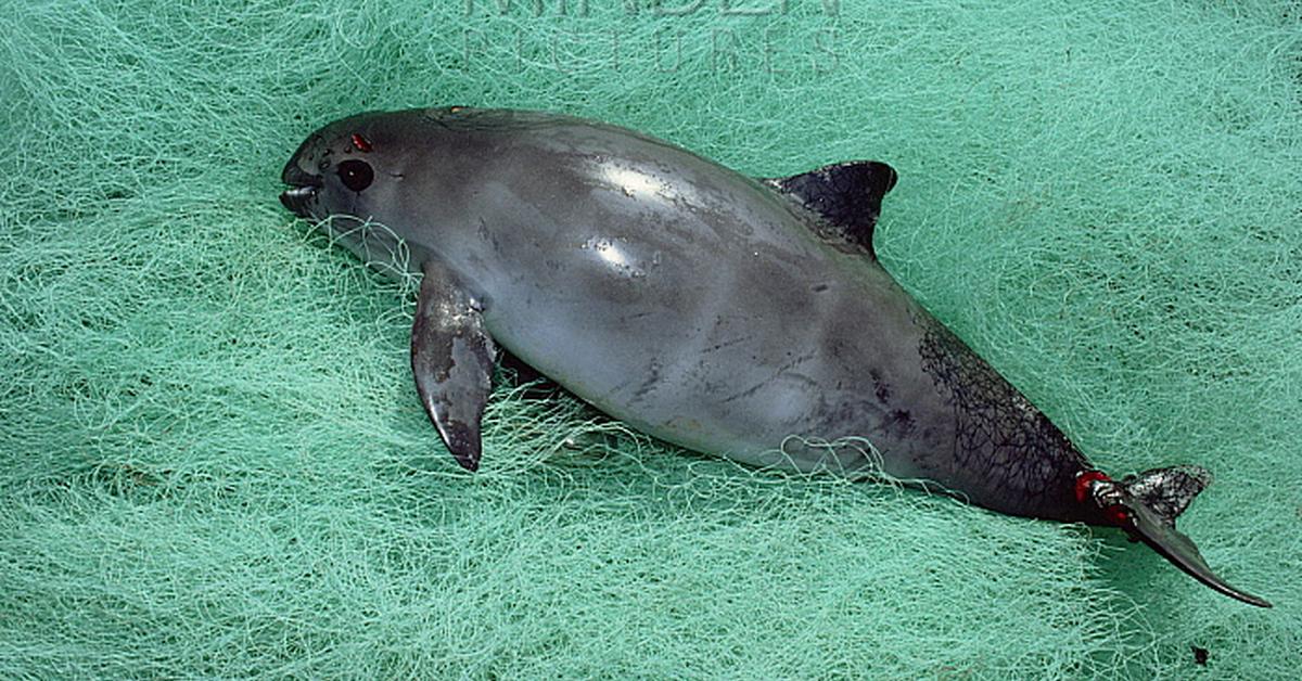 Vivid image of the Vaquita, or Vaquita in Indonesian context.