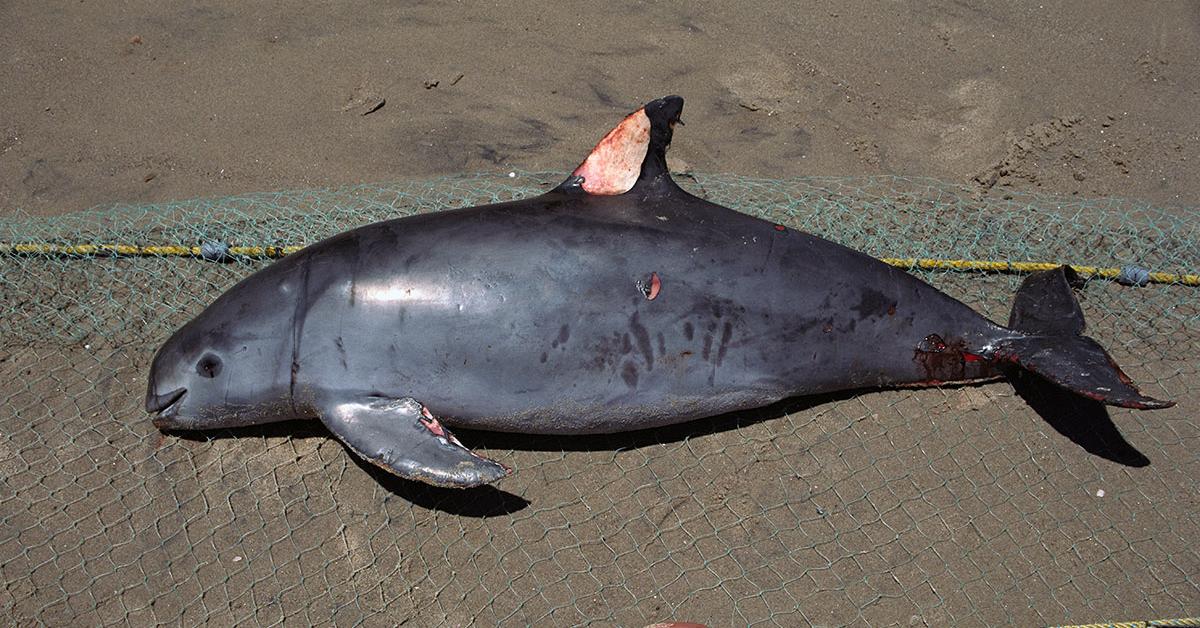 Image showcasing the Vaquita, known in Indonesia as Vaquita.