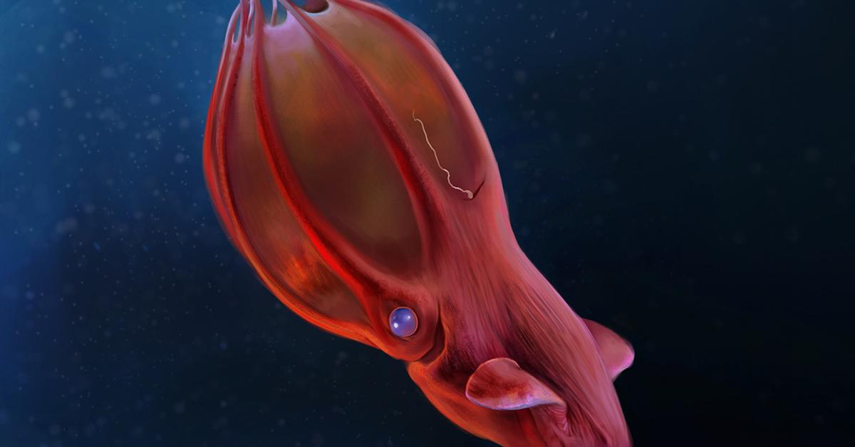 Stunning image of the Vampire Squid (Vampyroteuthis infernalis), a wonder in the animal kingdom.