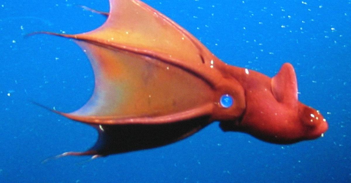 Captivating shot of the Vampire Squid, or Gurita Vampir in Bahasa Indonesia.