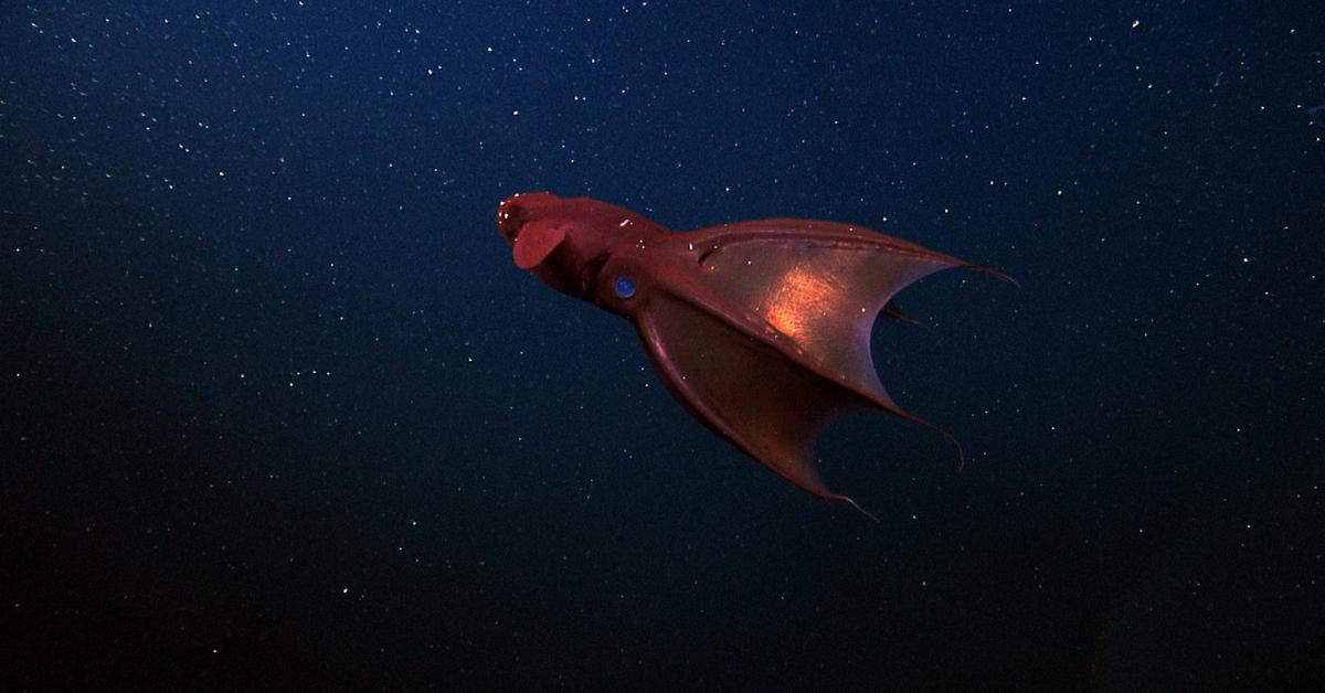 Insightful look at the Vampire Squid, known to Indonesians as Gurita Vampir.