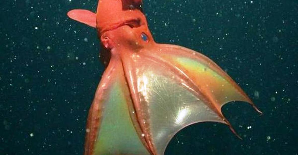 The remarkable Vampire Squid (Vampyroteuthis infernalis), a sight to behold.