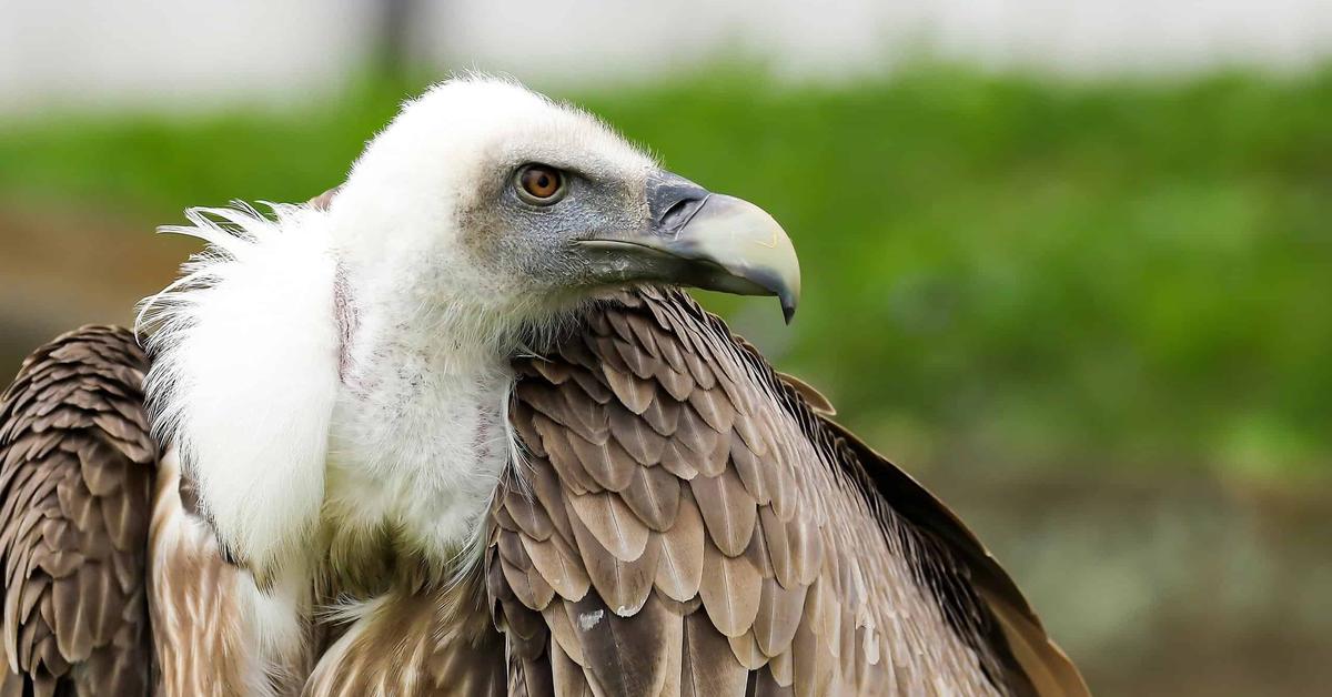 Natural elegance of the Vulture, scientifically termed Cathartes aura.