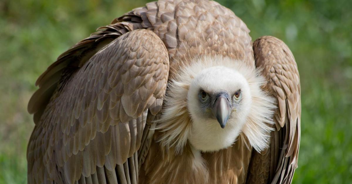 Striking appearance of the Vulture, known in scientific circles as Cathartes aura.