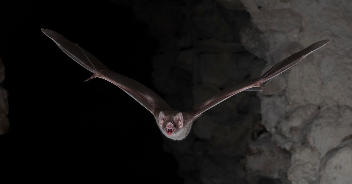 Detailed shot of the Vampire Bat, or Desmodontinae, in its natural setting.