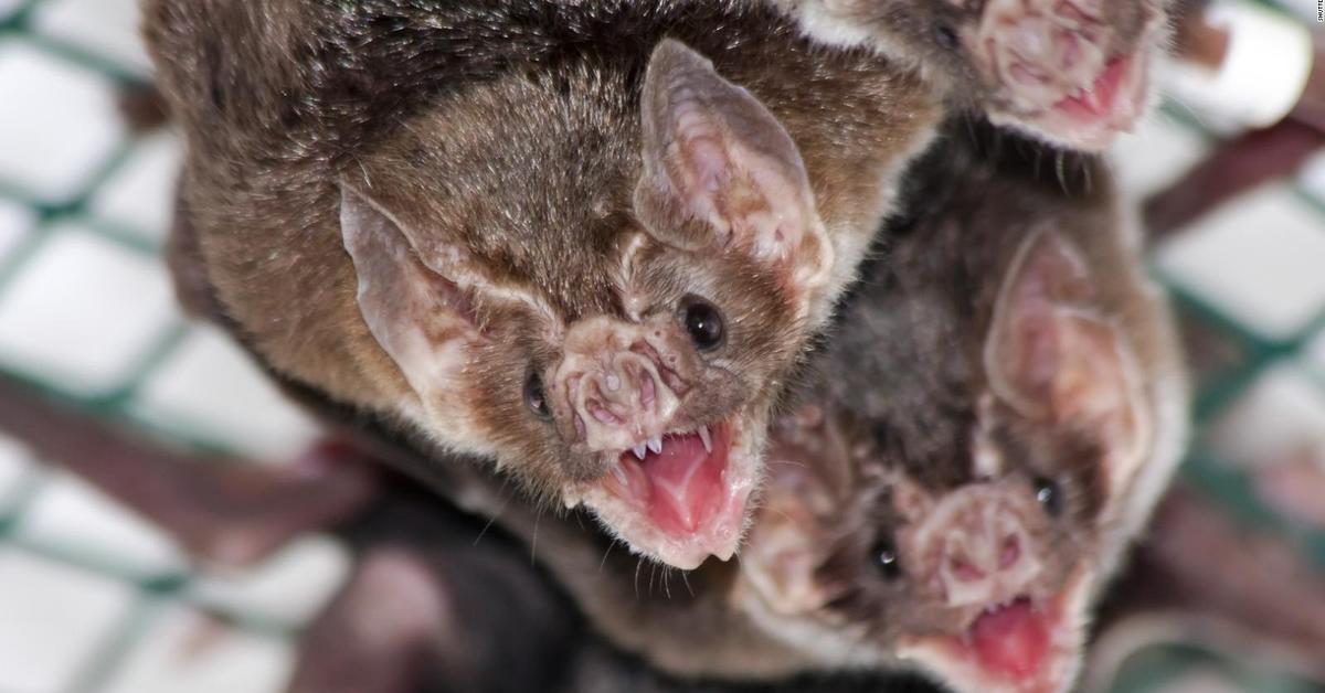 Photograph of the unique Vampire Bat, known scientifically as Desmodontinae.