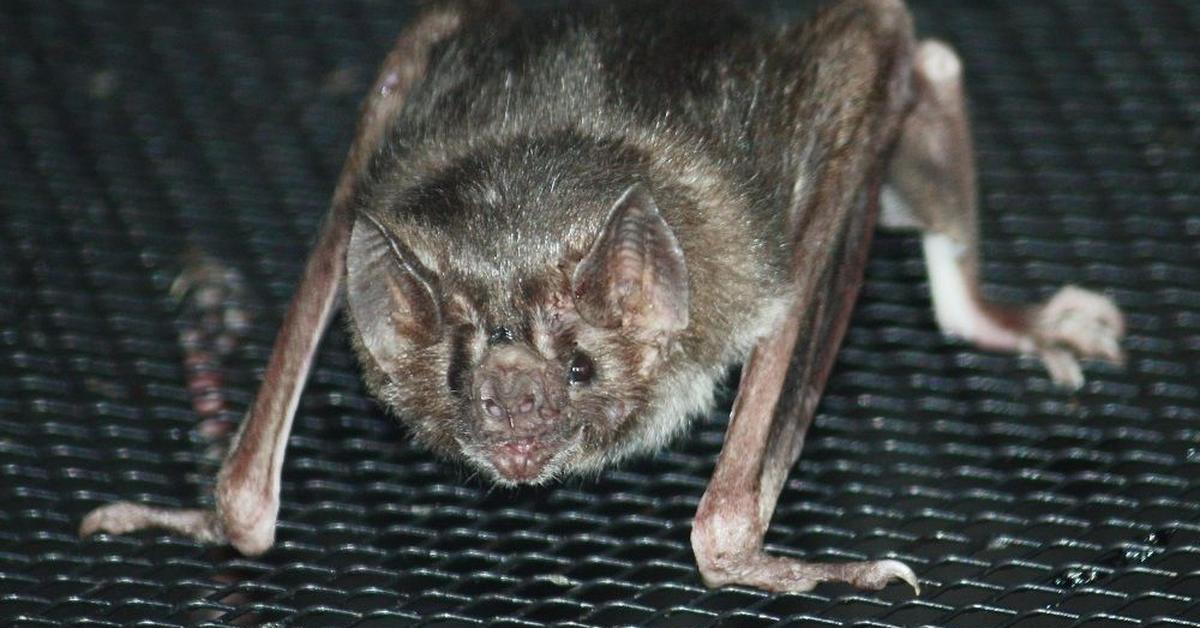 Picture of Vampire Bat, known in Indonesia as Kelelawar Vampir.