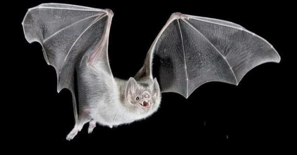 Charming view of the Vampire Bat, in Indonesia referred to as Kelelawar Vampir.