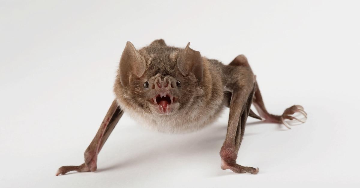 Picture of Vampire Bat, known in Indonesia as Kelelawar Vampir.