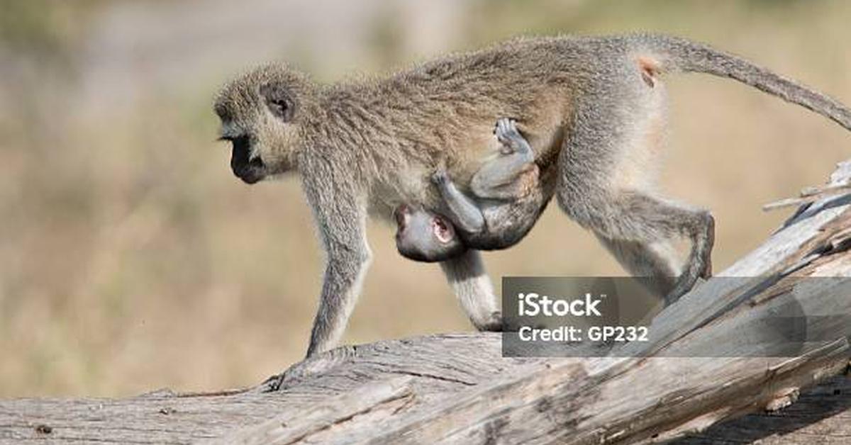 The Vervet Monkey, a beautiful species also known as Monyet Vervet in Bahasa Indonesia.