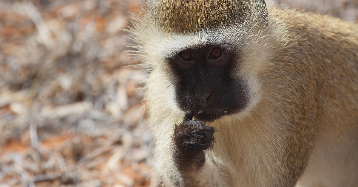 Graceful Vervet Monkey, a creature with the scientific name Chlorocebus pygerythrus.