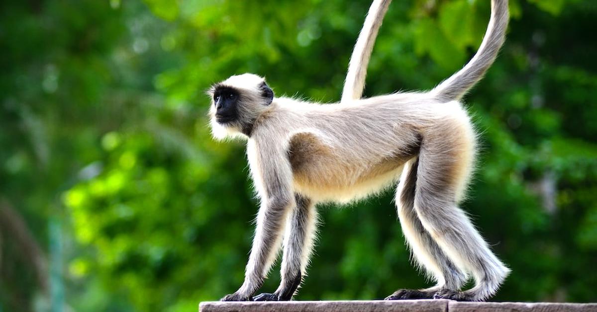 Stunning image of the Vervet Monkey (Chlorocebus pygerythrus), a wonder in the animal kingdom.