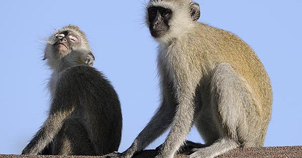 Natural elegance of the Vervet Monkey, scientifically termed Chlorocebus pygerythrus.