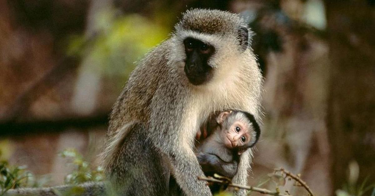 Captivating presence of the Vervet Monkey, a species called Chlorocebus pygerythrus.