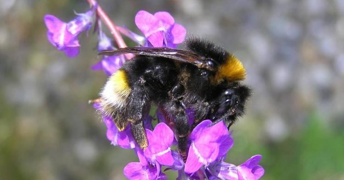 Glimpse of the Vestal Cuckoo Bumblebee, known in the scientific community as Bombus vestalis.