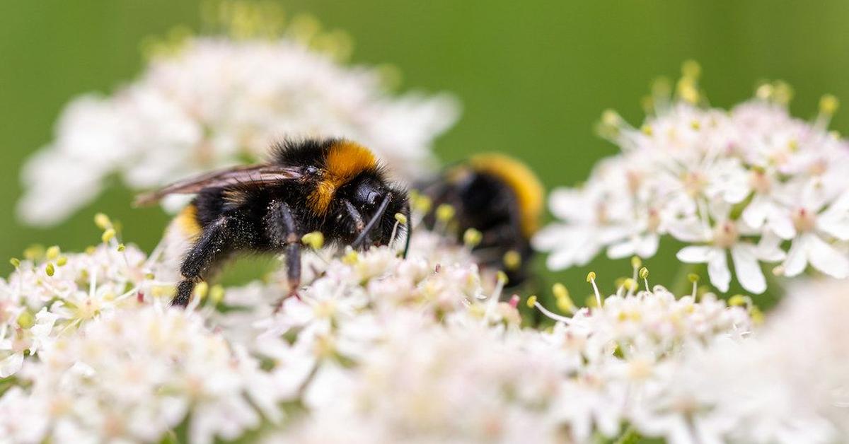 The majestic Vestal Cuckoo Bumblebee, also called Lebah Bunglon Vestal in Indonesia, in its glory.