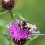 Captured beauty of the Vestal Cuckoo Bumblebee, or Bombus vestalis in the scientific world.