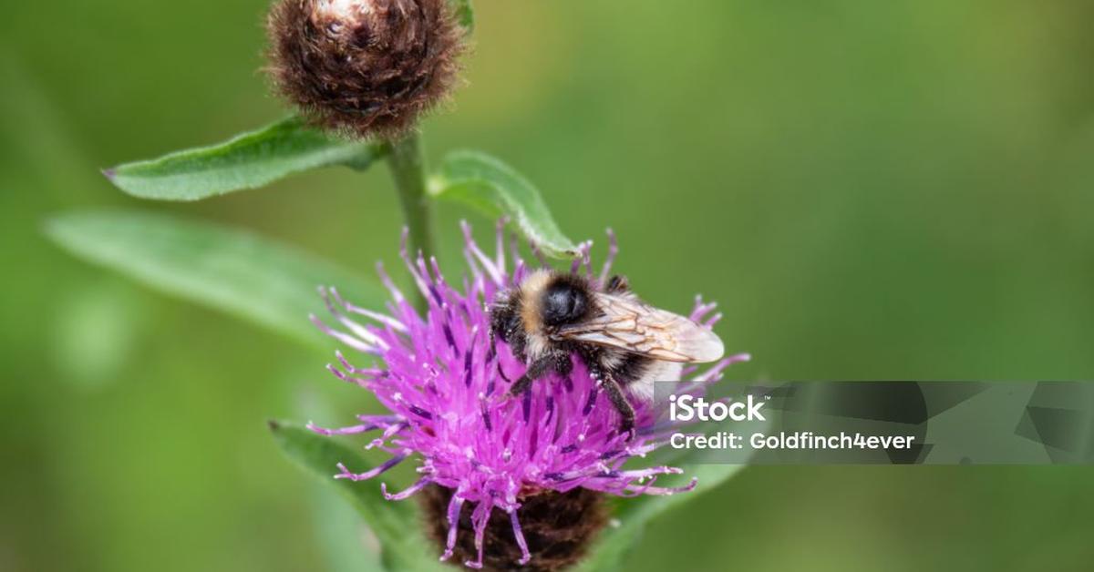 Captivating presence of the Vestal Cuckoo Bumblebee, a species called Bombus vestalis.