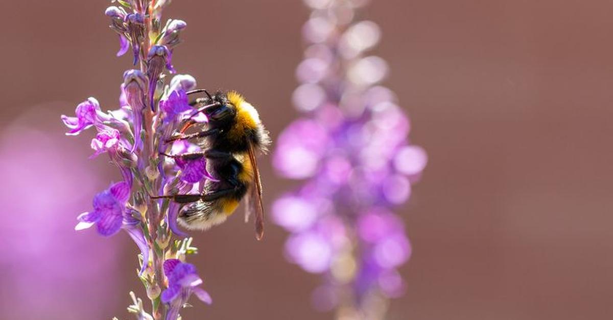 The remarkable Vestal Cuckoo Bumblebee (Bombus vestalis), a sight to behold.