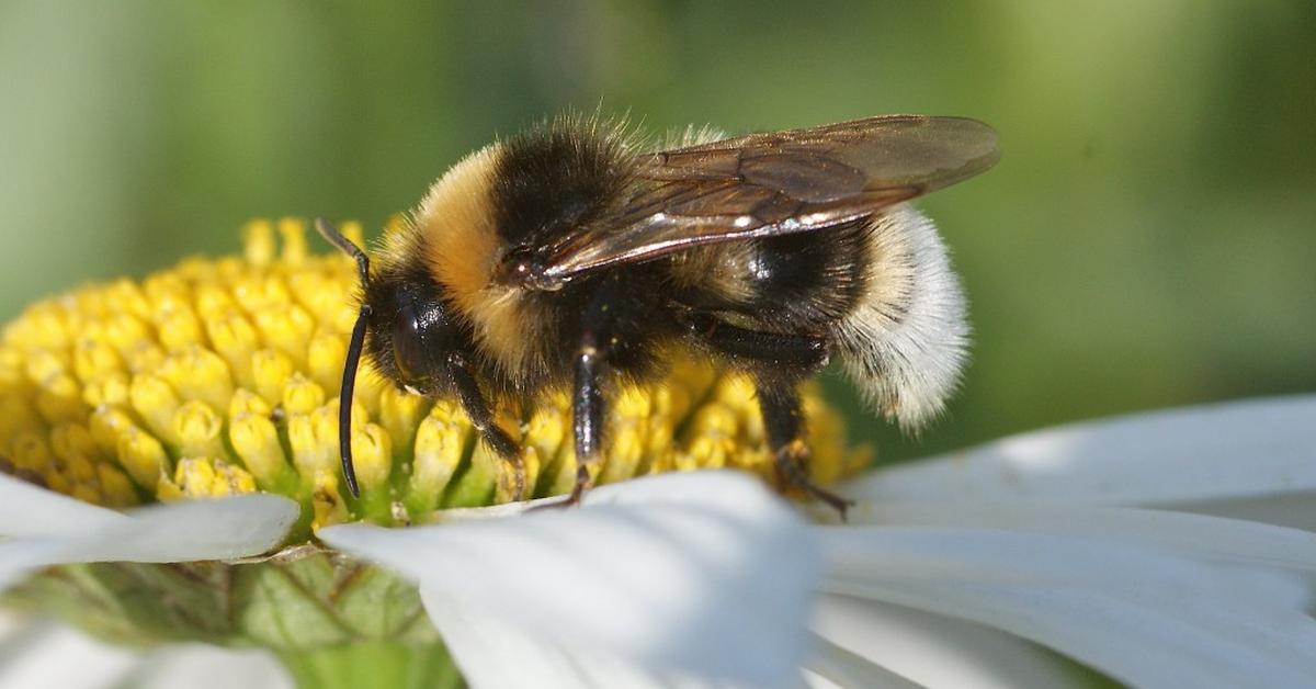 Close encounter with the Vestal Cuckoo Bumblebee, scientifically called Bombus vestalis.