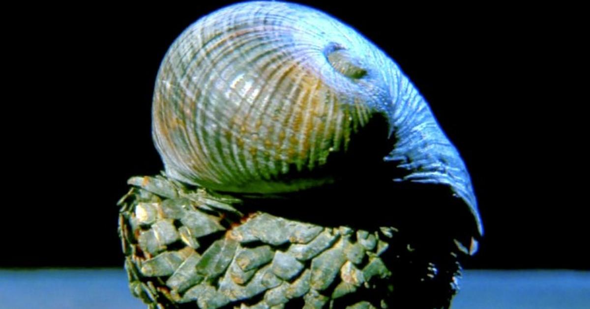 A look at the Volcano Snail, also recognized as Bekicot Gunung Berapi in Indonesian culture.