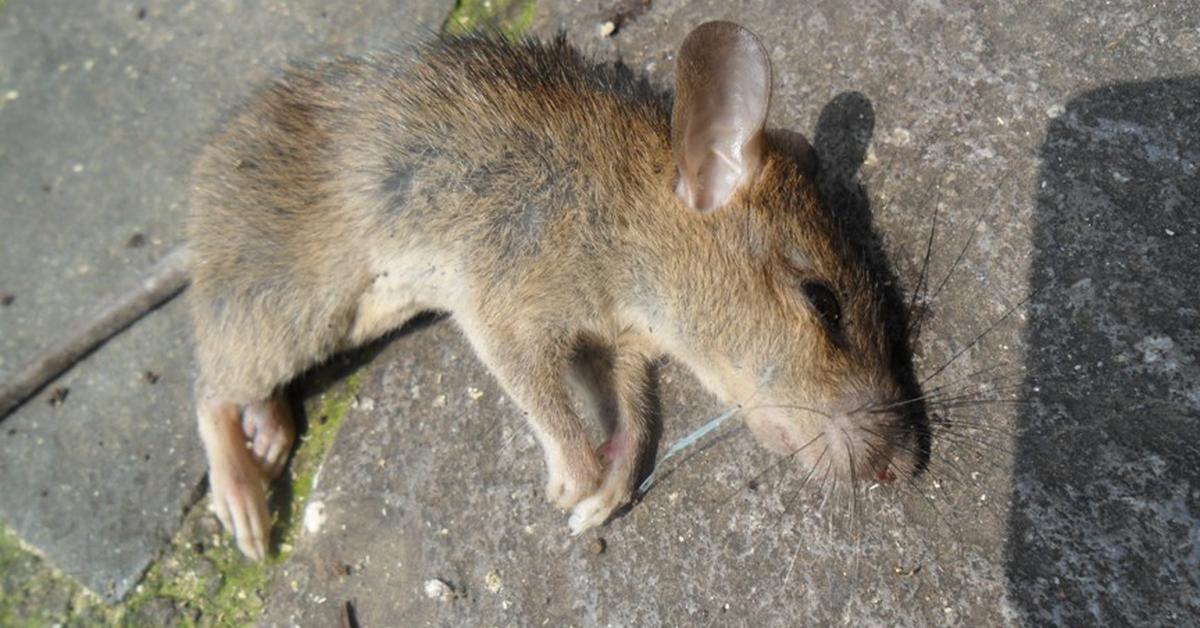 Captured elegance of the Vole, known in Indonesia as Tikus Tanah.