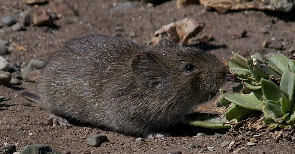 Graceful Vole, a creature with the scientific name Microtus.