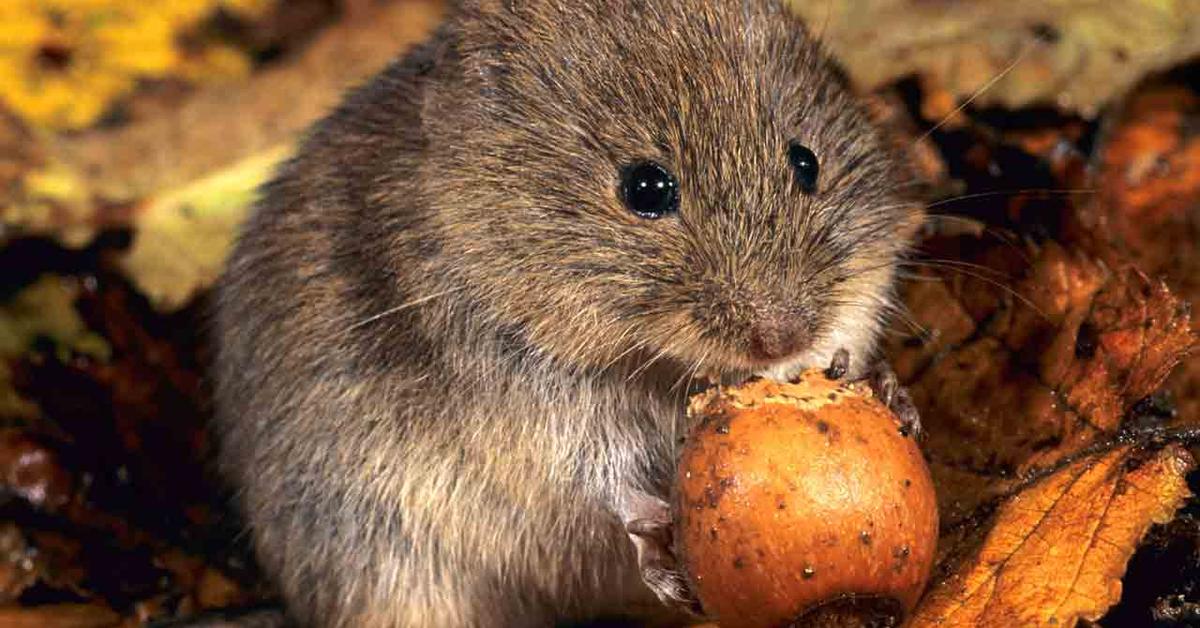 The remarkable Vole (Microtus), a sight to behold.