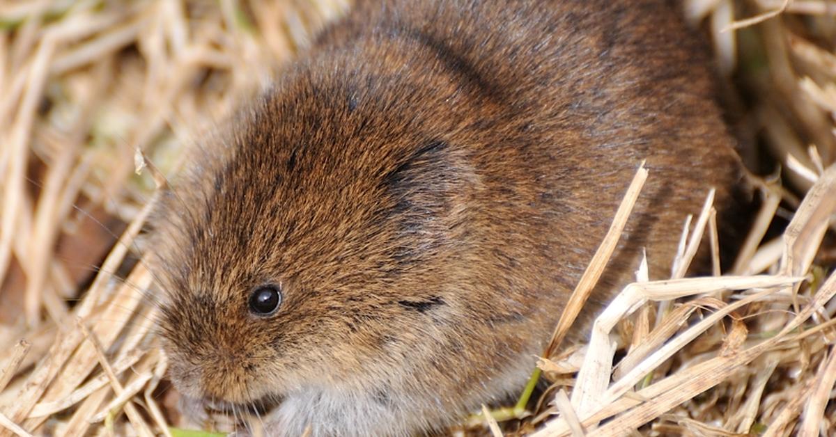 Graceful Vole, a creature with the scientific name Microtus.