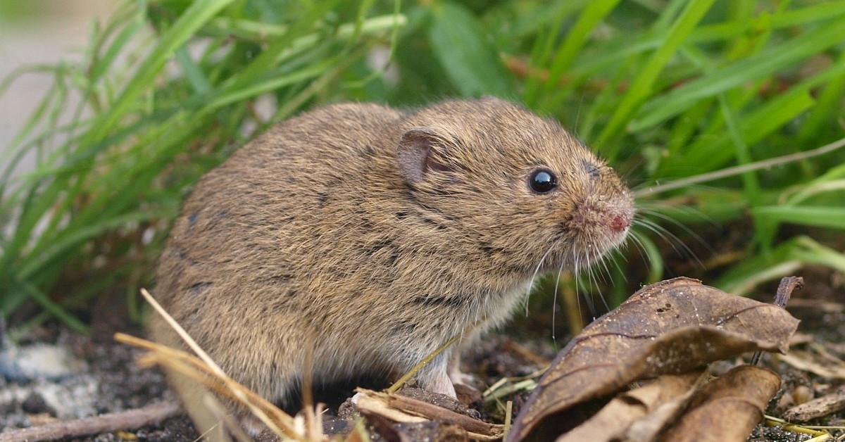 The remarkable Vole (Microtus), a sight to behold.