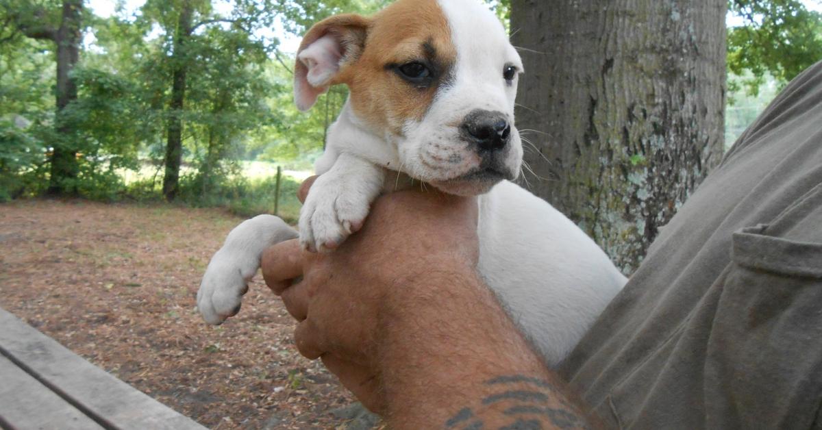 The Valley Bulldog, an example of Canis familiaris, in its natural environment.