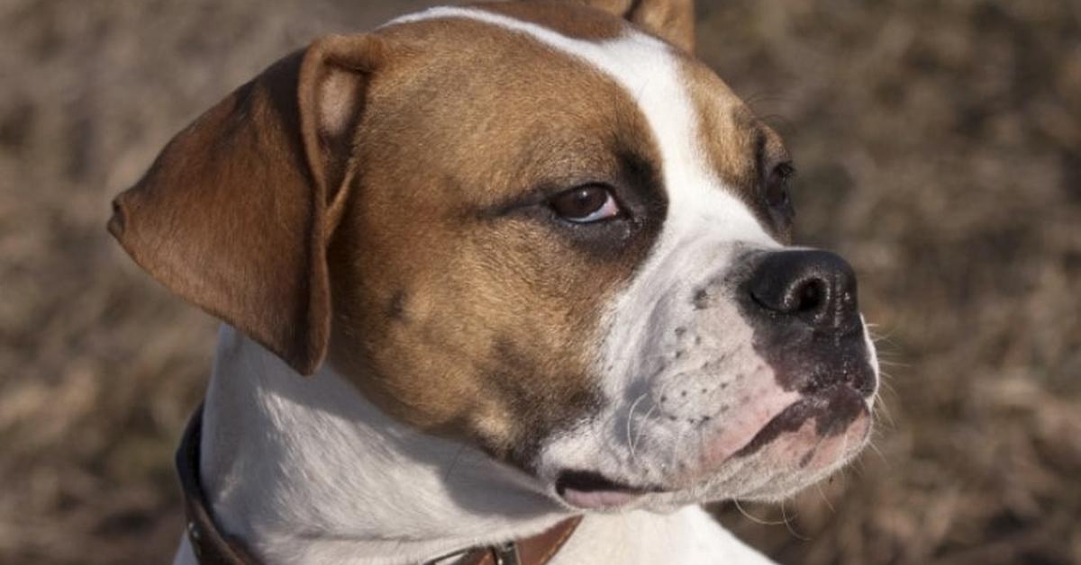 Photogenic Valley Bulldog, scientifically referred to as Canis familiaris.