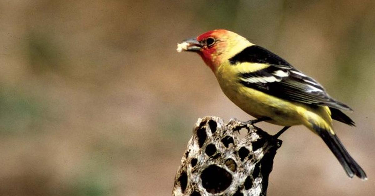 Picture of Western Tanager, known in Indonesia as Tanager Barat.