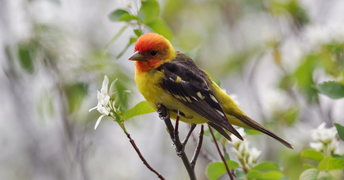 The Western Tanager, an example of Piranga Ludoviciana, in its natural environment.