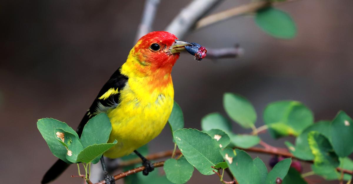 The Western Tanager, a beautiful species also known as Tanager Barat in Bahasa Indonesia.