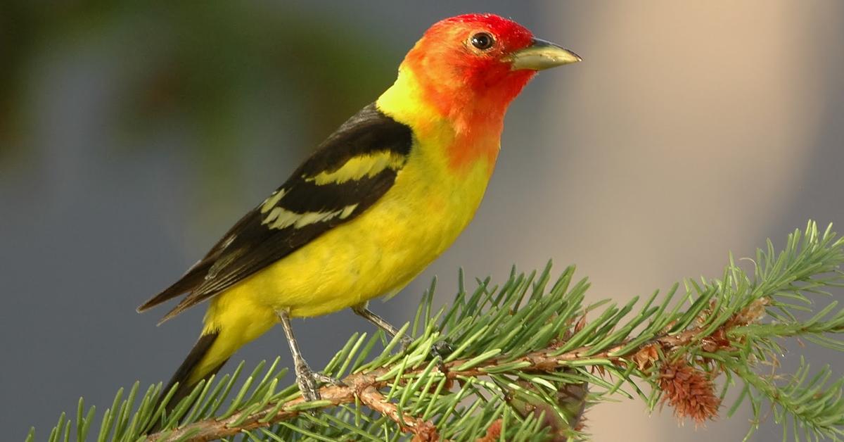 Dynamic image of the Western Tanager, popularly known in Indonesia as Tanager Barat.