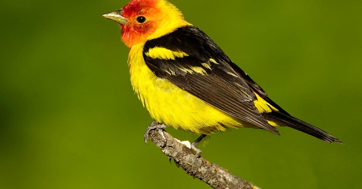 The Western Tanager, a species known as Piranga Ludoviciana, in its natural splendor.