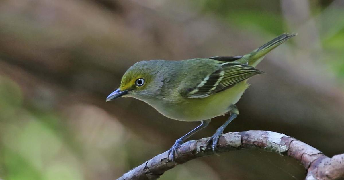 Vibrant snapshot of the White-Eyed Vireo, commonly referred to as Burung Kacamata Putih in Indonesia.